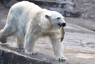 Медведь Врангель из Московского зоопарка получил на 30-летие арбуз