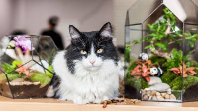 Коты-миллионеры: как оставить наследство домашнему животному?