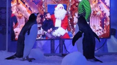 Пингвины в лондонском аквариуме соскучились по посетителям — теперь им показывают рождественские фильмы