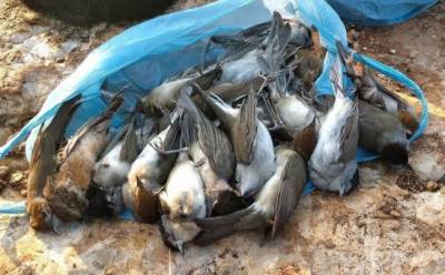 Браконьеры убили 366 редких птиц
