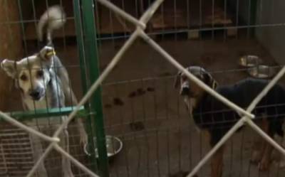 Севастопольский приют обвинил в смерти щенков зоозащитницу