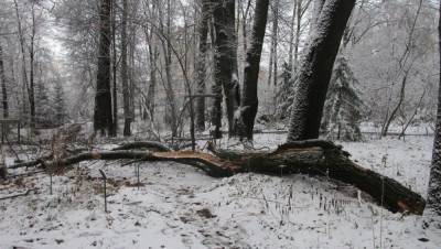 Тверской ботанический сад просит помочь спасти дуб, лишившийся одного из стволов