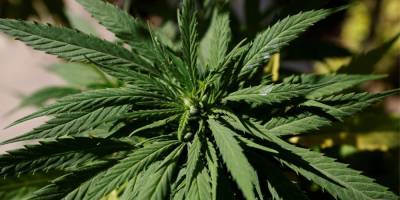 «Это может стать переломным моментом». ООН проголосовала за исключение медицинской марихуаны из списка опасных наркотиков