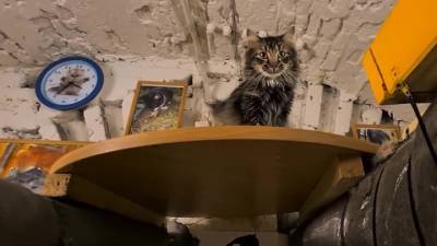 Удивил и подал пример: француз оставил наследство котам Эрмитажа