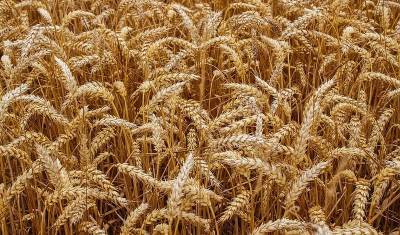Ввод экспортной пошлины на зерно негативно скажется на российском АПК