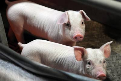 В Вельском районе отменён карантин по африканской чуме свиней