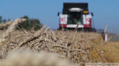 Австралия и Россия планируют увеличить предложение на мировом рынке пшеницы