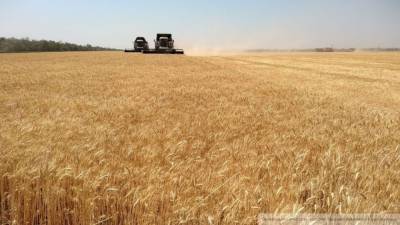 Инициатива Австралии и России привела к обвалу мировых цен на пшеницу