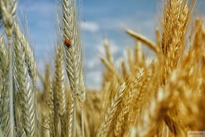 Россия обвалила мировые цены на продовольственную пшеницу