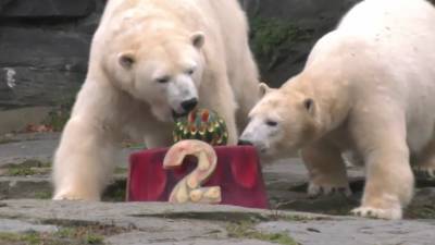 Берлинский Тирпарк подарил белой медведице торт на день рождения.