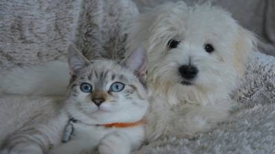 В Германии впервые обнаружили коронавирус у кошки и собаки