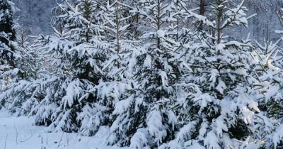 Плантации в каждой области: в Украине выращивают 13 миллионов новогодних елок