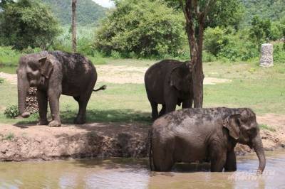 В Намибии на продажу выставили 170 диких слонов