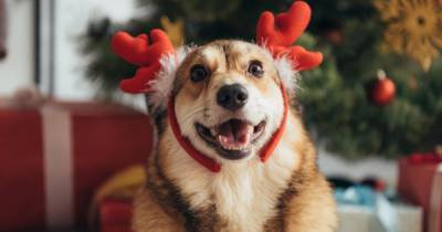 Эксперт рассказал, как нарядить новогоднюю елку безопасно для собак