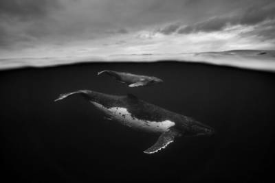 Захватывающие подводные фото показали скрытую жизнь горбатых китов