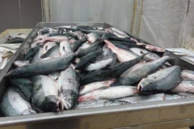 За 2020 год в Хабаровском крае продали «доступной рыбы» больше, чем в 2019