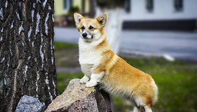 Названы самые популярные у россиян породы собак в уходящем году