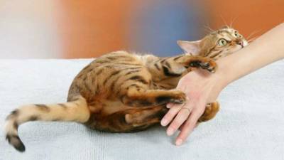 Царапины и укусы домашних котов гораздо опаснее, чем принято думать: "вердикт" экспертов