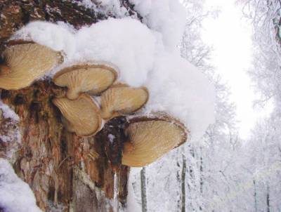Чага, вешенка, шиповник. Какие полезные дары природы можно найти в зимнем лесу?