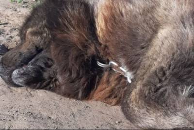 В Лисино спасли собаку, упавшую в заброшенный колодец