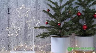 Как ухаживать за новогодней елкой в горшке - skuke.net