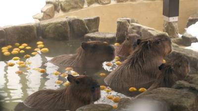 Капибарам в японском зоопарке организовали горячую ванну.