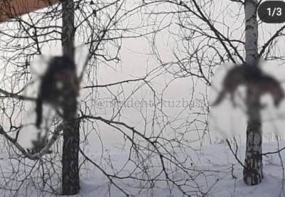 В Кемеровской области живодеры убили собак и развеслии трупы по деревьям