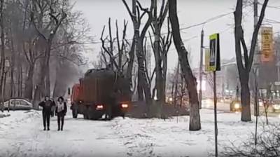 Общественника шокировала варварская обрезка деревьев на Московском проспекте в Воронеже