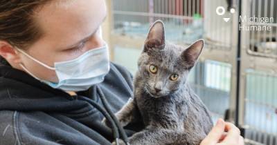 Сотрудница приюта для животных спасла жизнь замерзающему котёнку