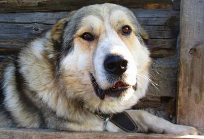Пожарные Волосовского района спасли собаку из колодца