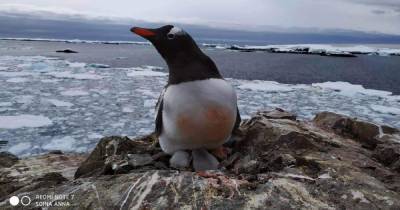 В Антарктиде возле станции "Академик Вернадский" на день святого Николая родились первые пингвинята: фото (5 фото)