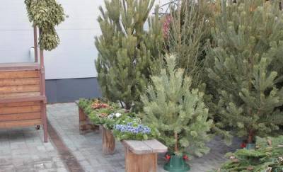 Покупка елки на Новый год: тюменский эколог рассказала, на что обратить внимание