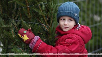 ФОТОФАКТ: Новогодние елочные базары открылись в Гродно 20 декабря