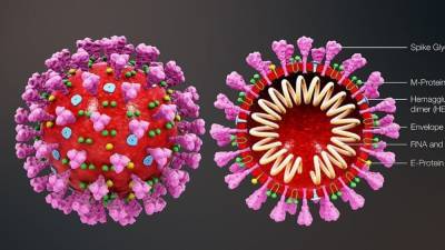 Получено первое изображение белковых шипов вируса SARS-CoV-2