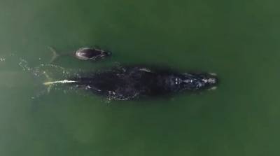 У берегов США запечатлели редчайшего кита с детенышем (Видео)