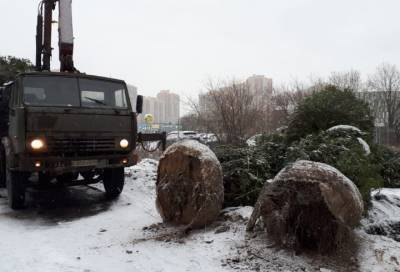 Жители Приморского района сообщили о похищении елей местными церковниками