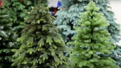 Госэкоинспекция проведет рейд по киевским ярмаркам, чтобы выявить нелегально срубленные елки