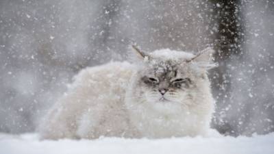 Погода покажет характер: через несколько дней Украину завалит снегом и зальет дождями