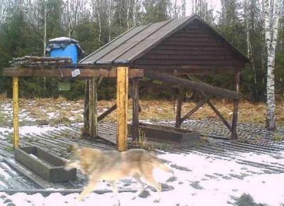 Житель Коробицино заметил волка вблизи поселка — фото