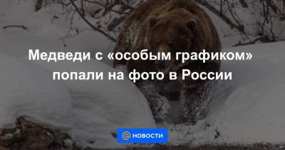 Медведи с «особым графиком» попали на фото в России