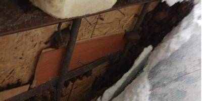 В квартире одной из многоэтажек Днепра обнаружили 500 летучих мышей. Они прятались под обшивкой балкона