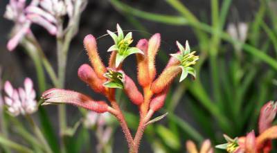 Лапа кенгуру, или анигозантос - необычный комнатный цветок с пушистыми цветками и листьями