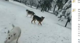 Нападение собак на женщину в Нальчике возобновило дискуссию о бездомных животных