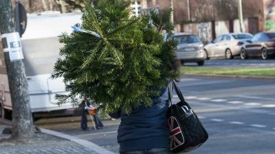 Новый тренд: рождественская био-елка в горшке