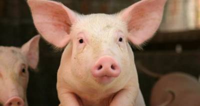 Беларусь ограничивает ввоз свинины из двух регионов России из-за АЧС