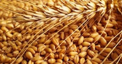 Урожай зерна в Беларуси составит не менее 10,3 млн тонн