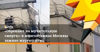 «Обрекают намучительную смерть»: вмногоэтажках Москвы заживо муруют птиц