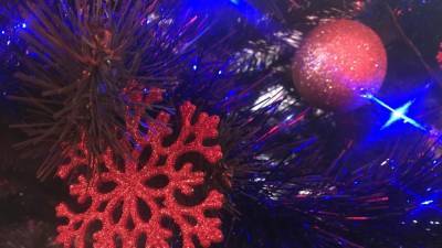 Роскачество дало советы по выбору живой елки к Новому году