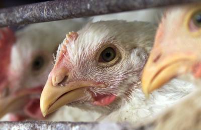 Птичий грипп: несколько стран запретили импорт украинской курятины
