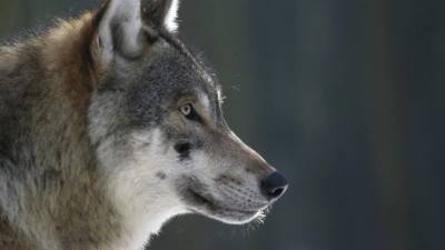 Охота на хищников: Голодные волки наводят ужас на жителей Сибири